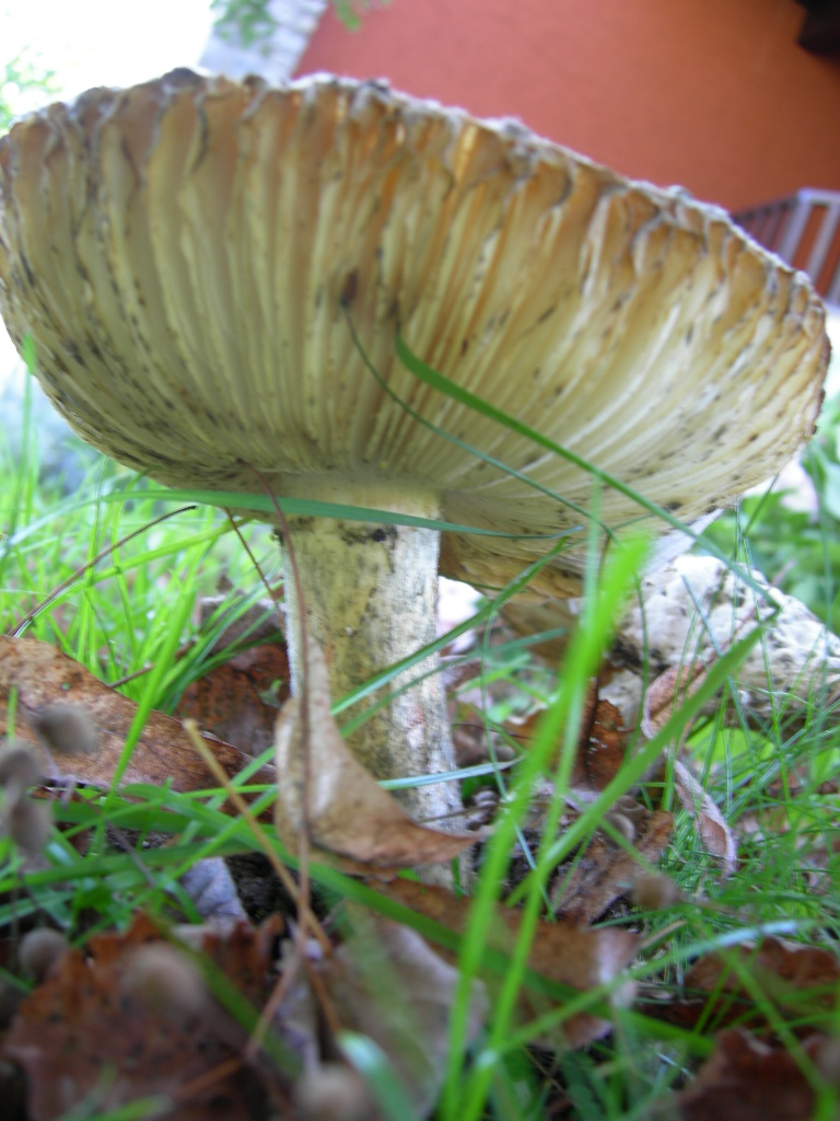 funghi a lamelle da determinare